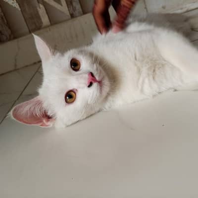 Double Coated Persian female cat