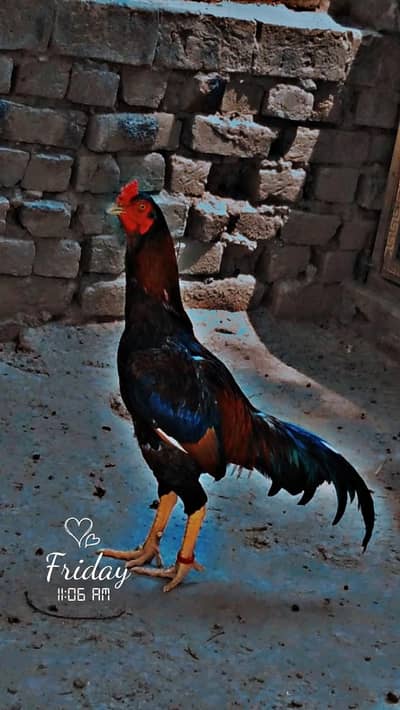Aseel murga