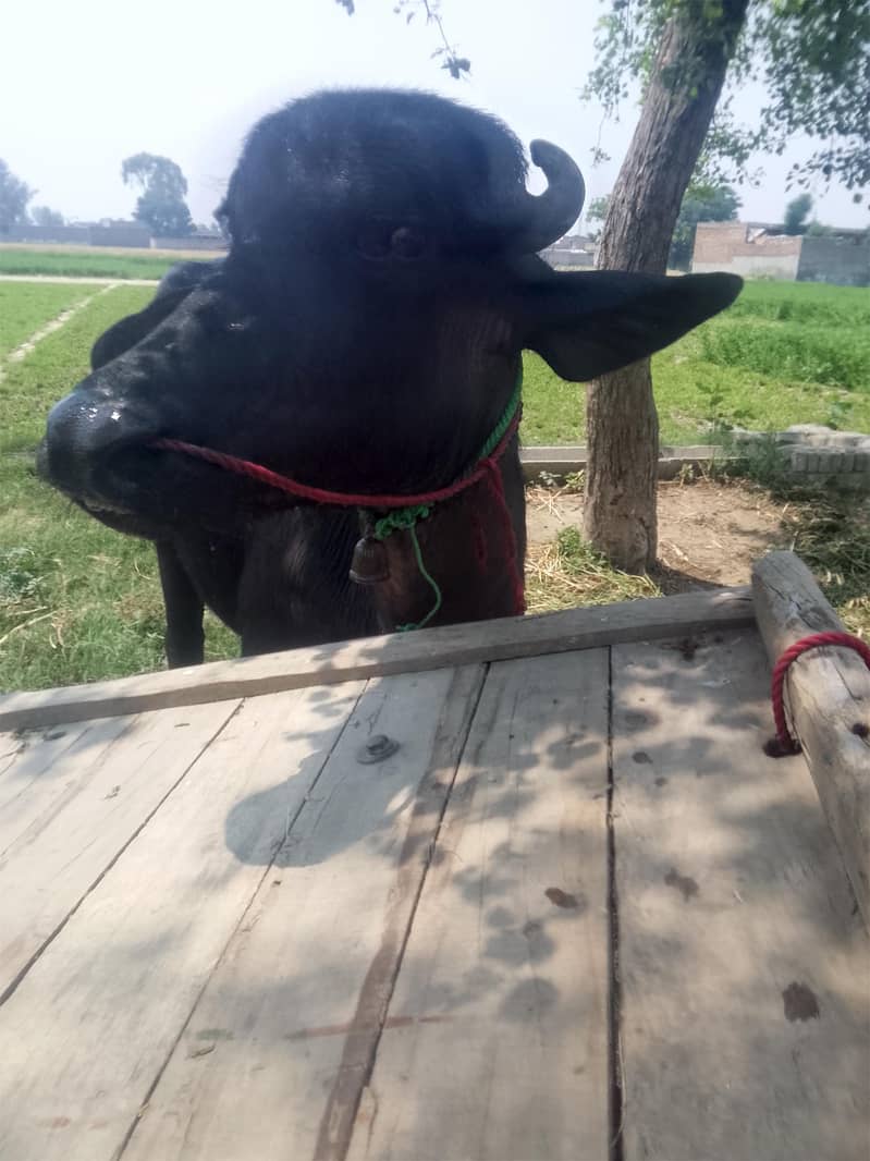 katta 3