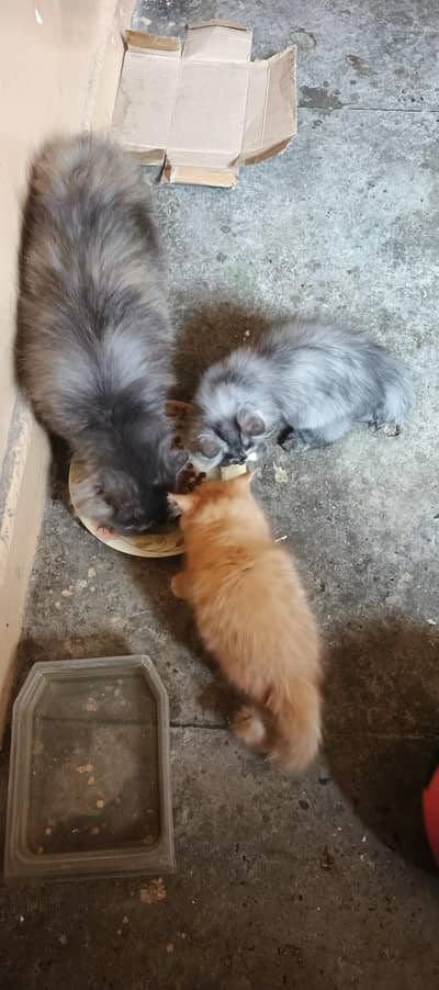 Persian cat and two kittens