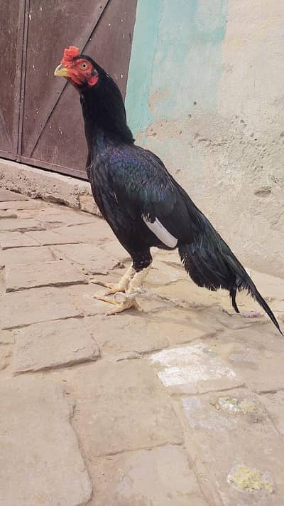 Bhhtt achy aseel pathy