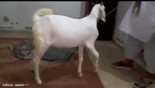 2 Dant Bakra for sale