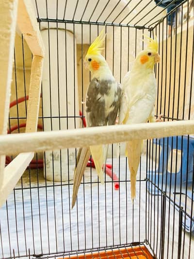 Cocktail pair