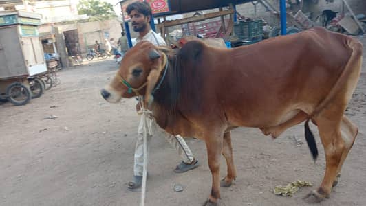 Qurbani animal for sale 2026