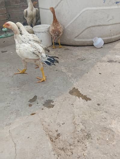 java aseel chicks