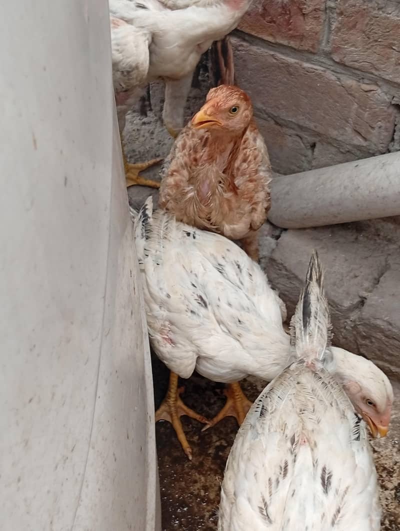 java aseel chicks 1