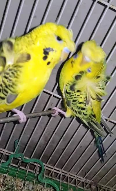 TCB Hogoromo pair 1st Breed to ready
