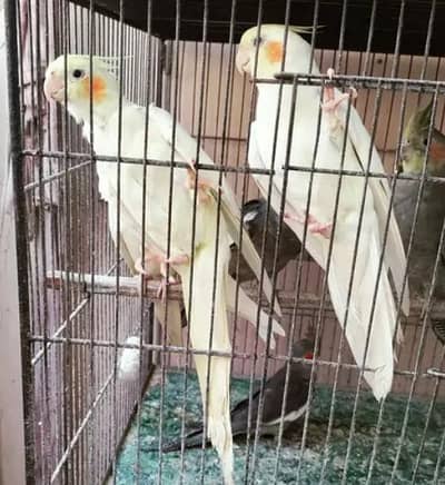 cocktail Eno creem grey ready to breed 03193307245