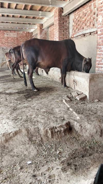Qurbani Bachra for Sale - 4.5 Mann - Chak 290 Rajana Road
