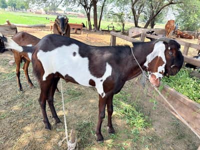 bital bakara for qurbani