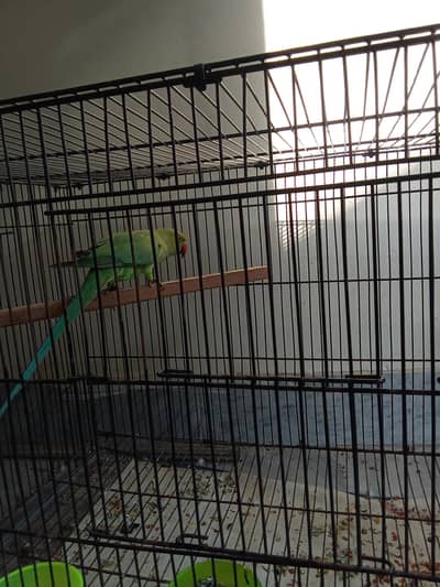 green parrot breeder female