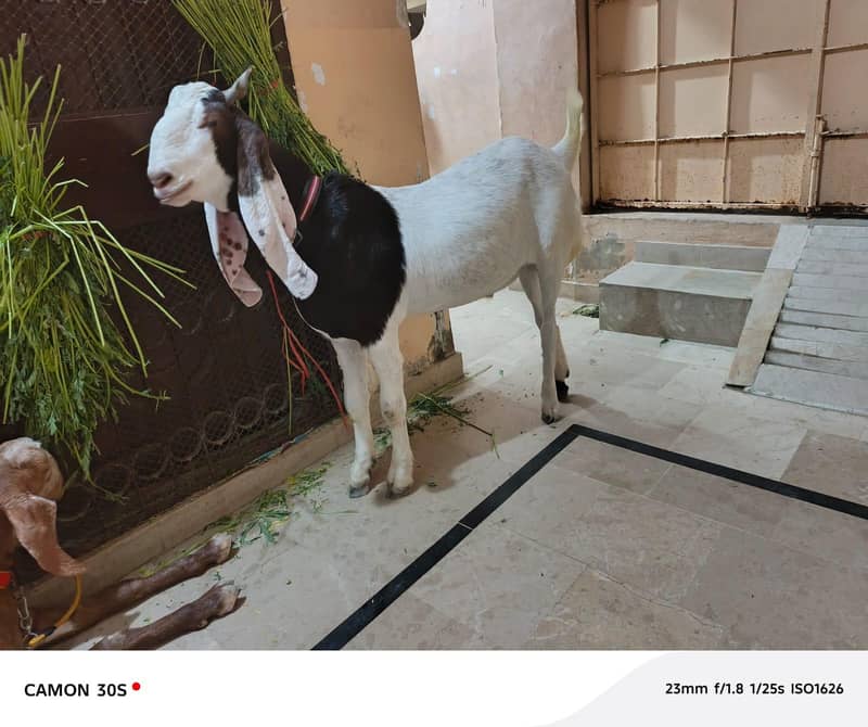 Bakra 1