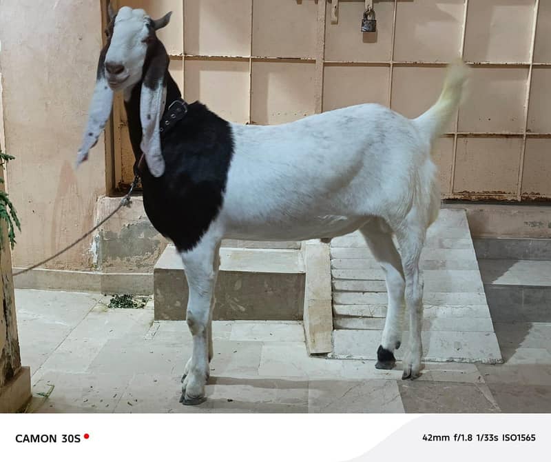 Bakra 2