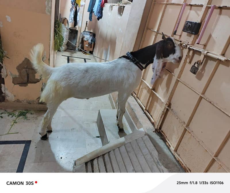 Bakra 3