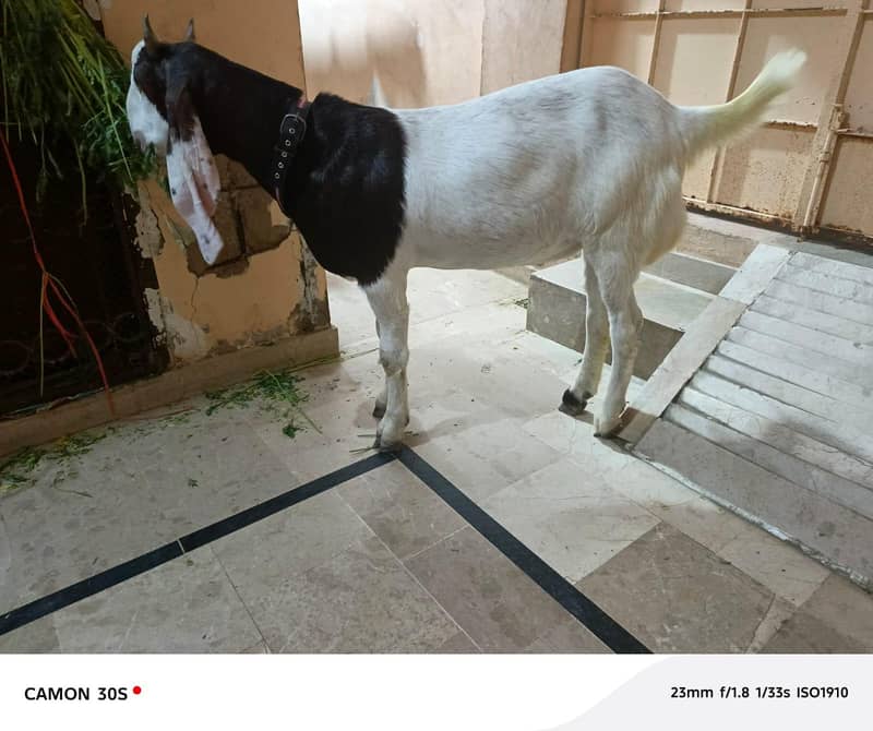 Bakra 4