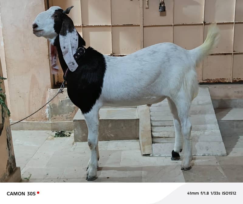 Bakra 5