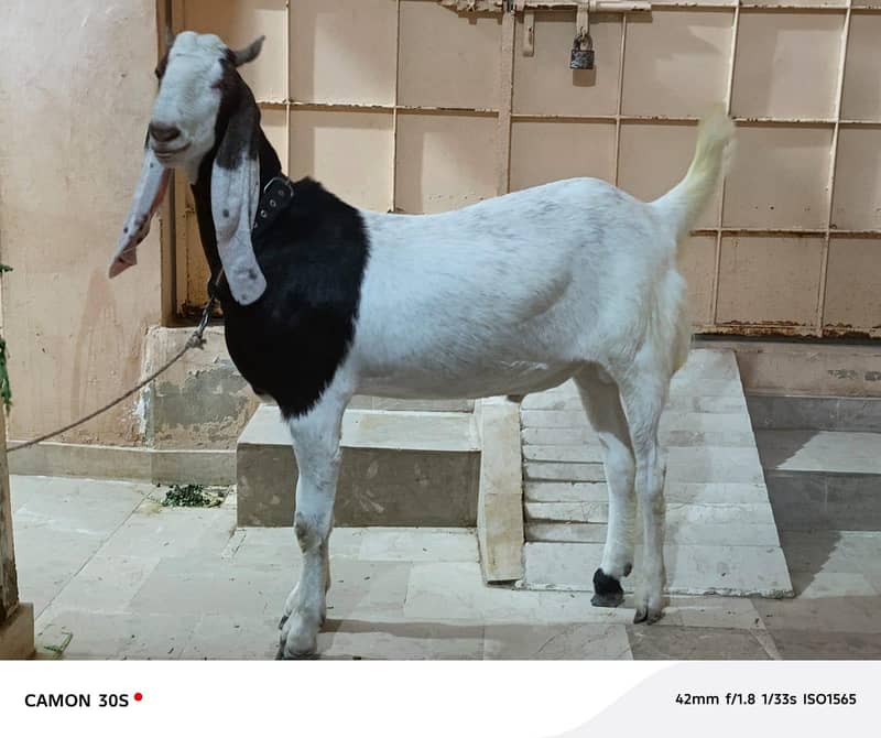 Bakra 6