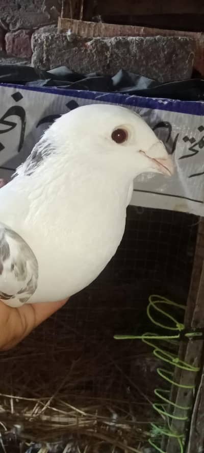 German Qasad Peur Madi For sale