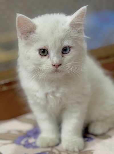 Odds eyes Beautiful male cat baby Looking azaming eyes color