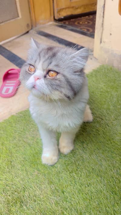 Pure persian Male cat and kittens available
