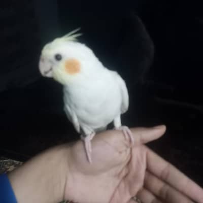 Hand Tame Cocktail Parrot