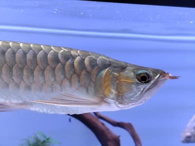 Super Red Arowana