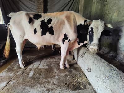 Australian bull