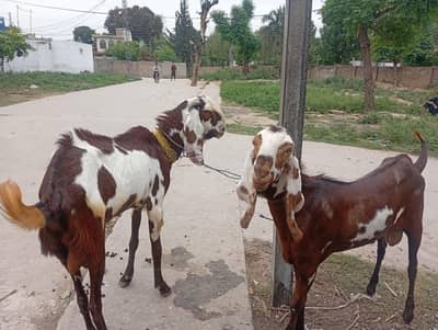 Desi bakry