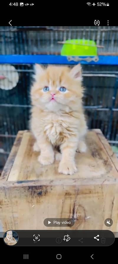 Quality Persian Punch   kitten WhatsAp. 03227335071