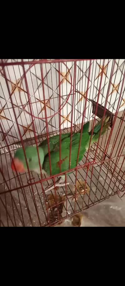 raw for sale location Lahore Gullberg 3
