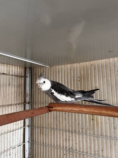 Cockatiel male charcoal white face
