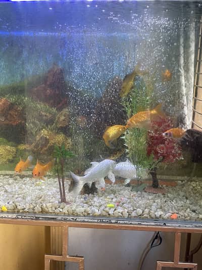 Fishes with aquarium