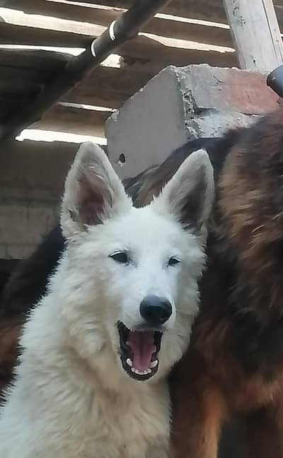 white German shepherd 