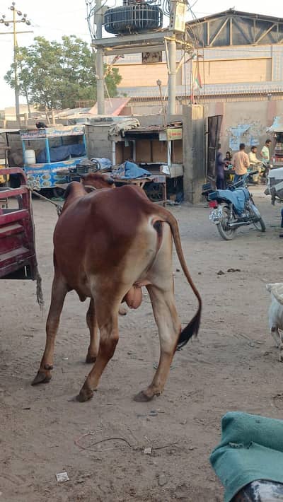 Qurbani animal for sale 2026