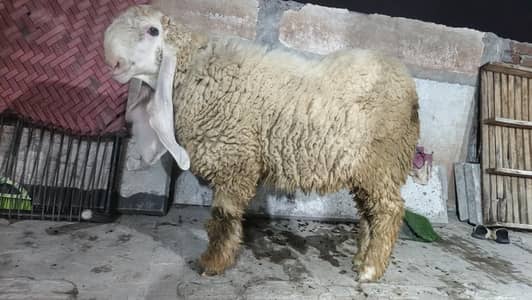 kjalla chatra for breeding or qubrabi purpes