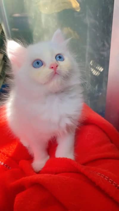 Persian kittens triple coat pair  for sale contact whatsap 03055534678