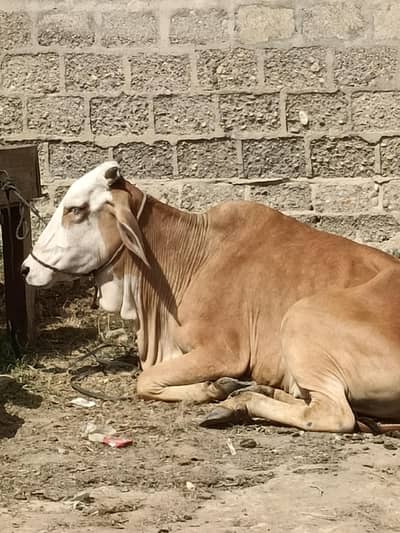 cow for qurbani