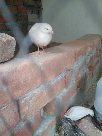 ready to breed batire for sale 400 ka pair hai