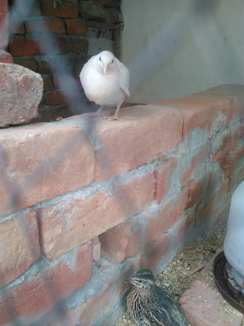batire for sale 600 ka pair hai day old chicks available — photo 2