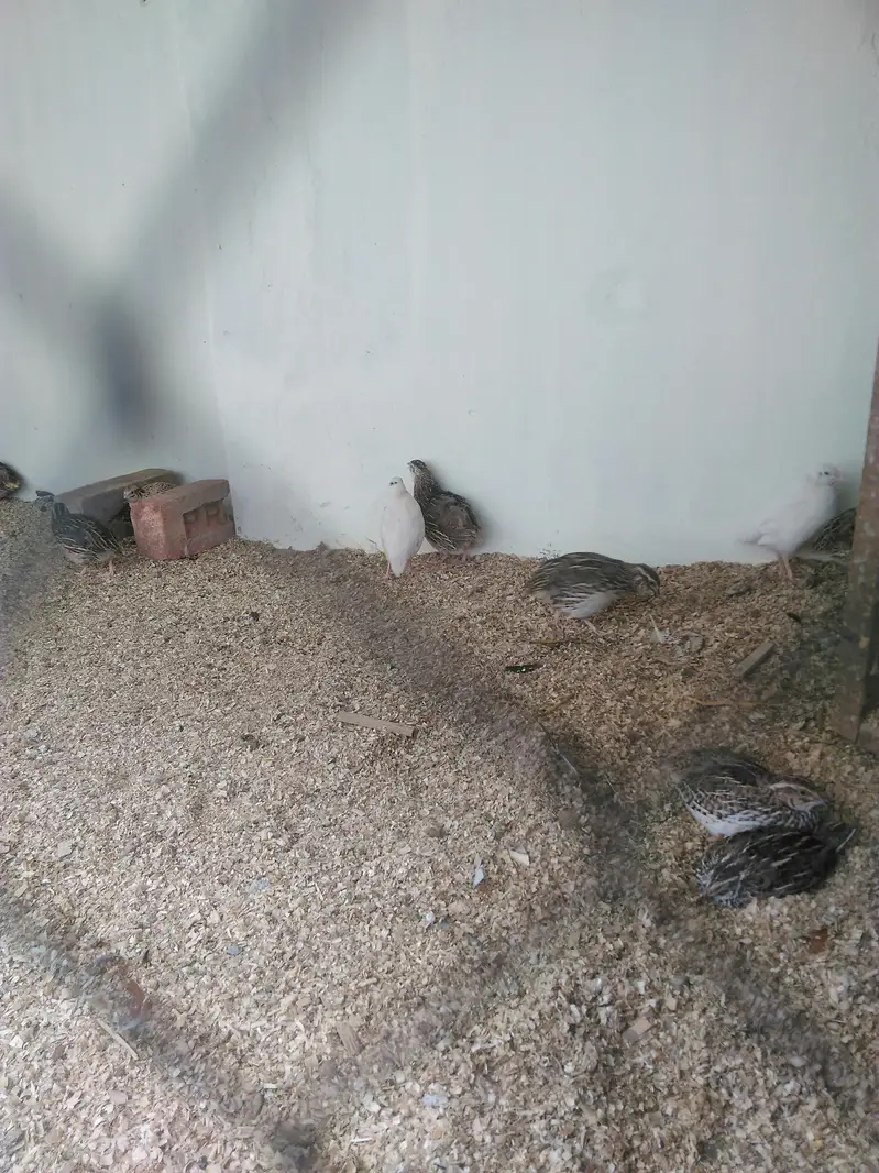 batire for sale 600 ka pair hai day old chicks available — photo 3