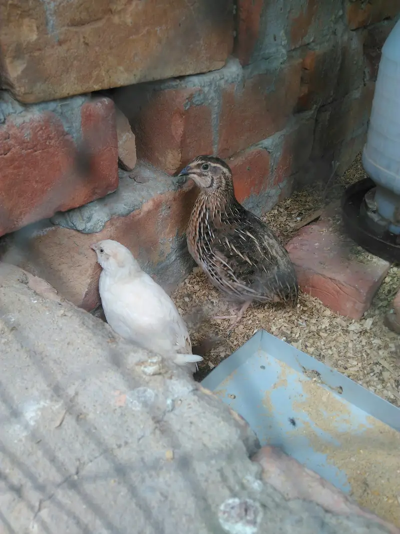 batire for sale 600 ka pair hai day old chicks available — photo 4