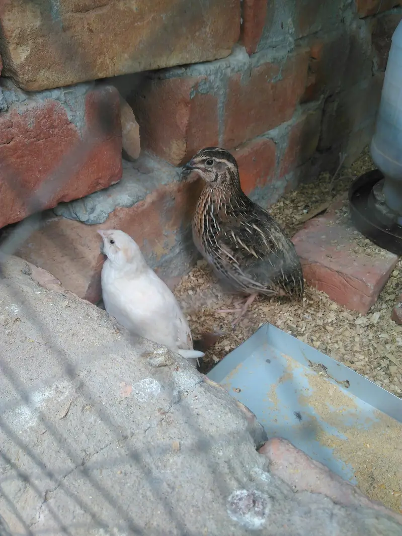 batire for sale 600 ka pair hai day old chicks available — photo 5