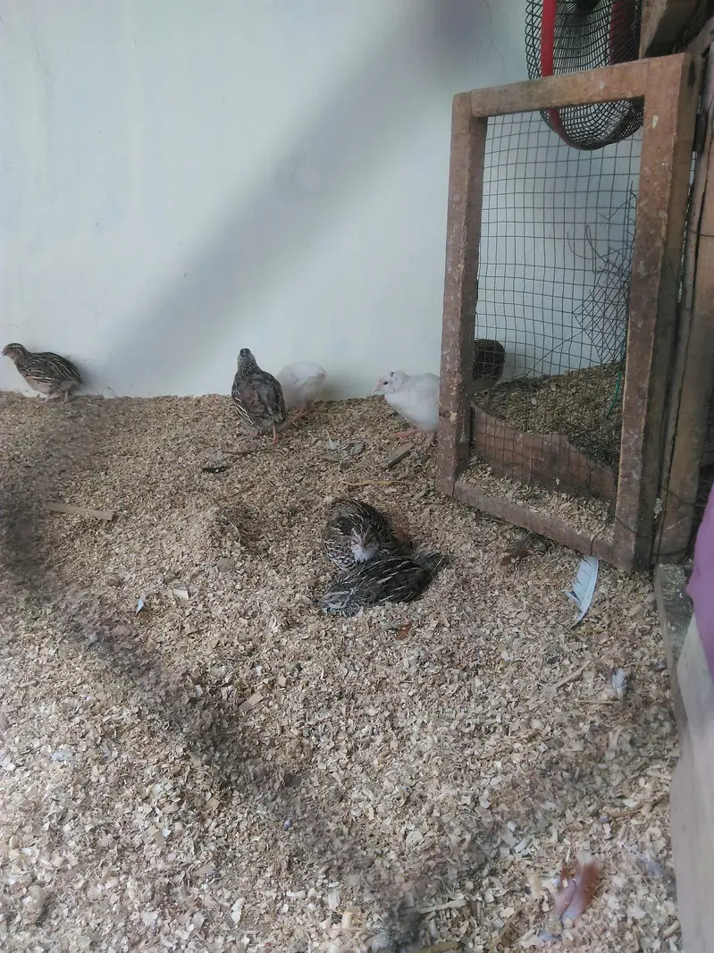 batire for sale 600 ka pair hai day old chicks available — photo 6