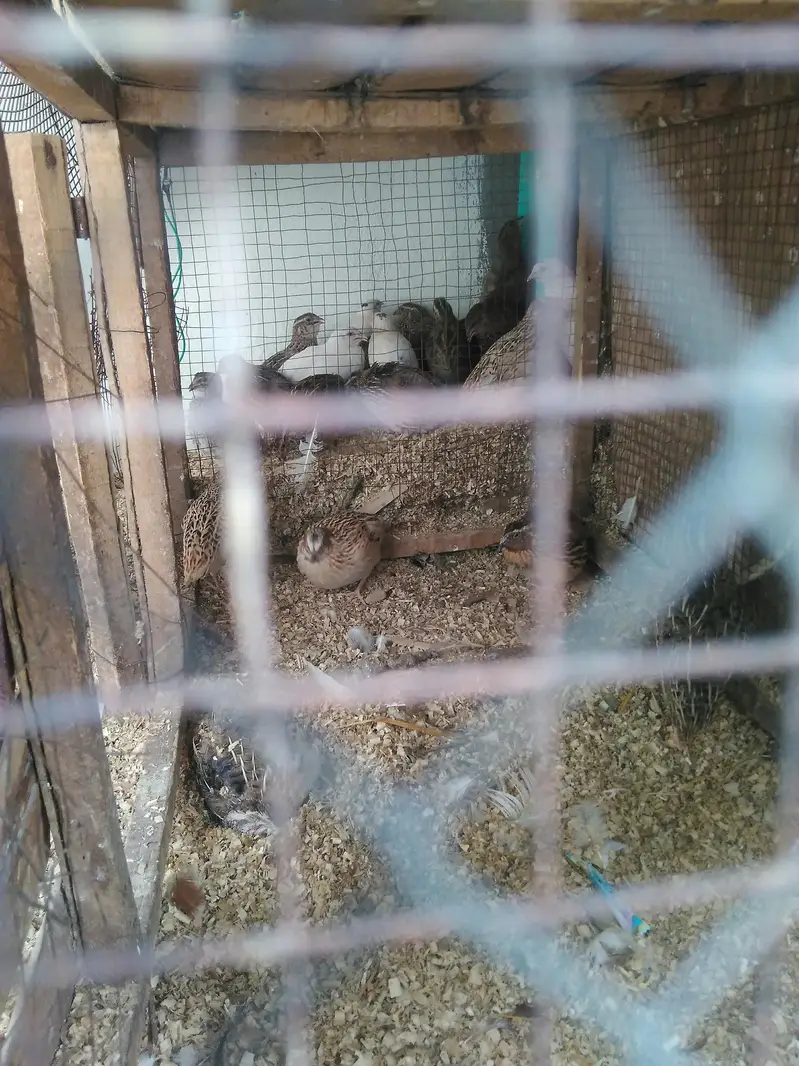 batire for sale 600 ka pair hai day old chicks available — photo 7