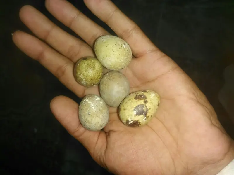 batire for sale 600 ka pair hai day old chicks available — photo 8