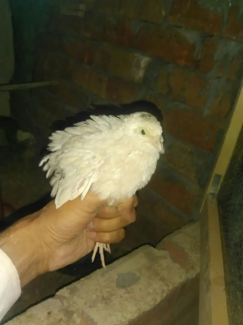 batire for sale 600 ka pair hai day old chicks available — photo 9