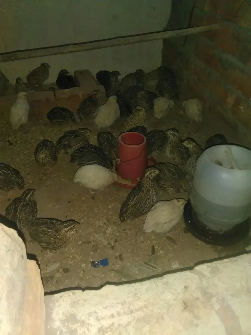 batire for sale 600 ka pair hai day old chicks available — photo 10