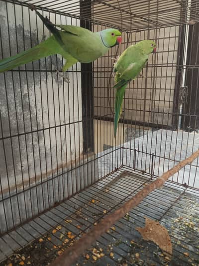 katha parrot  pair for sale