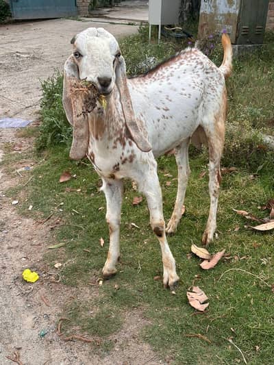mukhi cheeni qurbani goat for sale