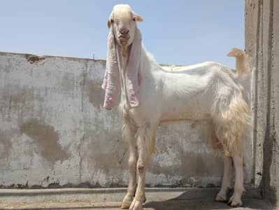 Eid ul Azha dhamakedaar offer